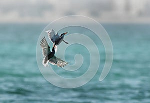 White-cheeked Terns courship and fight