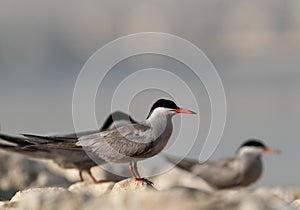 White-cheeked Terns perched on limestone