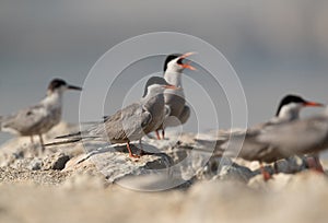 White-cheeked Terns resting on limestone rock