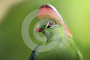 White-cheeked turaco photo