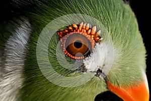 White Cheeked Turaco