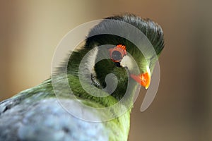 White-Cheeked Turaco