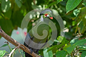 A white-cheeked turaco Menelikornis leucotis perched in a tree in the rainforest