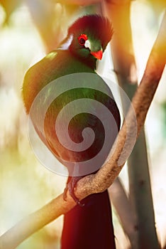 White-Cheeked Turaco perched