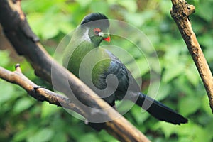 White-cheeked turaco