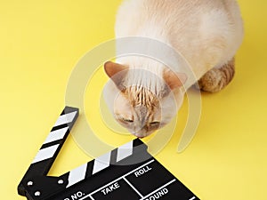 White cheerful cat looks through Clapperboard on a yellow background