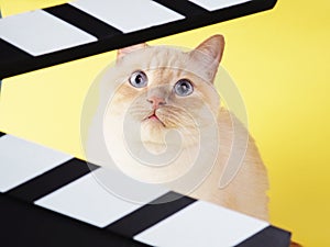 White cheerful cat looks through Clapperboard on a yellow background