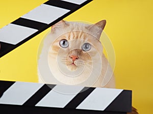 White cheerful cat looks through Clapperboard on a yellow background