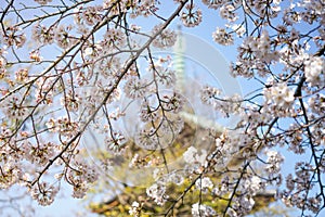 WHite Cheery blossum & x28;Sakura blossum& x29; with soft focus of japanese pagoda background, Ueno park