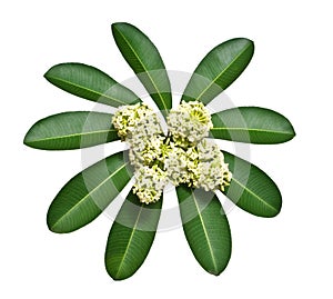 White cheesewood flower