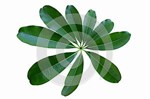 White cheesewood leaf