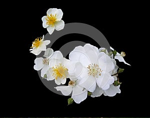 White Cherokee Roses
