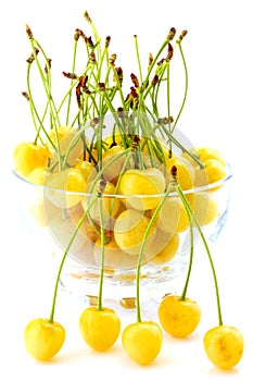 White cherries in bowl isolated