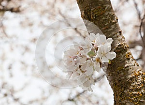 White Cherry Blooms