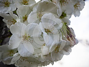 White cherry bloosom flower