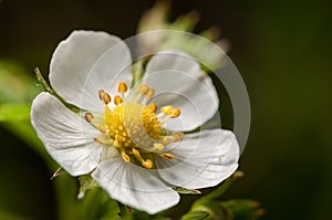 White cherry bloosom flower on branch in nature, flower background, symbol of arrival of spring