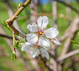 White cherry blossom