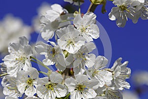 White cherry blossom