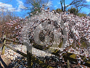 White Cherry Blossom Against Blue Sky