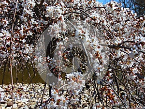 White Cherry Blossom Against Blue Sky