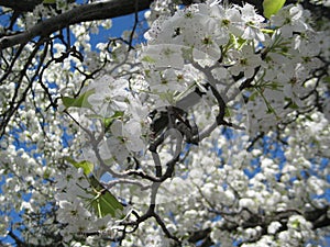 White cherry blossom in bloom
