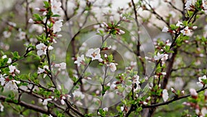 White cherry blossom blooming in a garden. Flowering trees in spring in country.