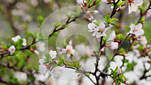 White cherry blossom blooming in a garden. Flowering trees in spring in country.