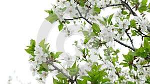 White cherry blossom blooming in garden. Flowering trees in spring in country.