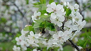 White cherry blossom blooming in a garden. Flowering trees in spring in country.