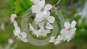 White cherry blossom blooming in a garden. Flowering trees in spring in country.