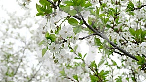 White cherry blossom blooming in a garden. Flowering trees in spring in country.