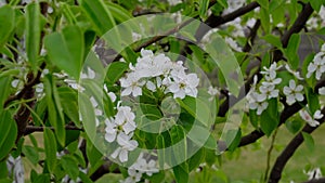 White cherry blossom blooming in a garden. Flowering trees in spring in country.