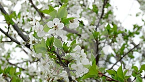 White cherry blossom blooming in a garden. Flowering trees in spring in country.