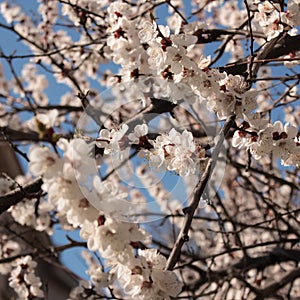 White cherry blossom branch in the spring