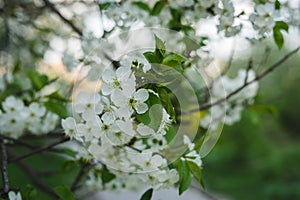 White cherry blossom on the branch. Spring flowers