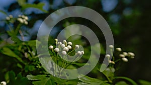 White cherry blossom buds, selective focus - Prunus