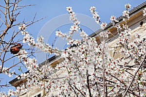 White cherry blossom and building in background/ Flowering fruit trees / Blossoming apricot against the blue sky.