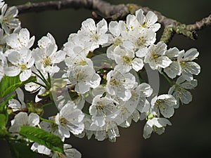 White cherry blossom close-up with a blurred background