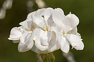 White cherry blossom close up photo