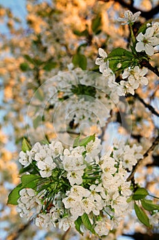 White cherry blossom flowers