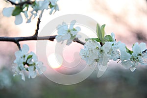 White Cherry Blossom Flowers on Branch at Sunset