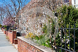 White Cherry Blossom Flowers during Spring along the Sidewalk with Homes in Astoria Queens New York