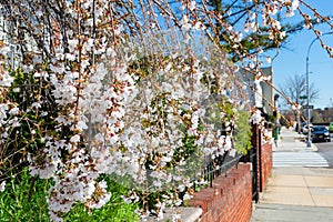 White Cherry Blossom Flowers during Spring along the Sidewalk with Homes in Astoria Queens New York