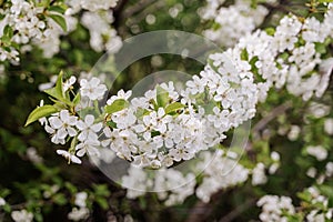 White cherry blossom flowers in spring. Spring flowering of trees