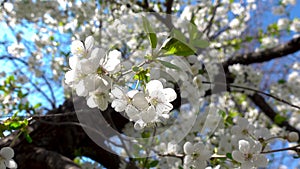 White cherry blossom in front of a clear blue sky. Spring flowers, blooming branch with green leaves. Delicate sakura flowers