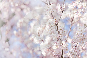 White cherry blossom, idea of the spring awakening