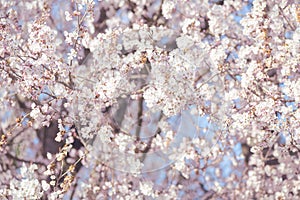 White cherry blossom, idea of the spring awakening