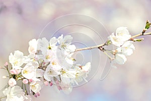 White cherry blossom, idea of the spring awakening