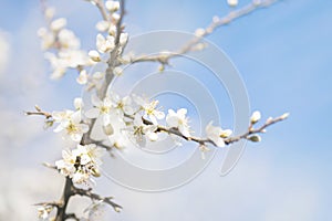 White cherry blossom, idea of the spring awakening