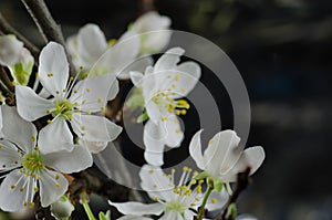 White cherry blossom macro